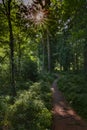 Hiking trail leading through dense green forest with the sun shining through the canopy