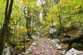 Hiking trail leading through a yellow clored autumn beech (Fagus sylvatica) forest Royalty Free Stock Photo