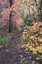 Hiking trail leads through canopy of Maple trees in fall foliage