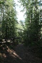 Hiking trail leads down to a creek