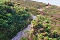 A hiking trail leads up a hill with heathland, a hiker in the background