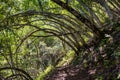 Hiking trail lined up with Bay Laurel trees Californica Umbellularia, Uvas Canyon County Park, Santa Clara county, California Royalty Free Stock Photo