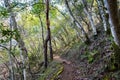 Hiking trail lined up with Bay Laurel trees Californica Umbellularia, Uvas Canyon County Park, Santa Clara county, California Royalty Free Stock Photo