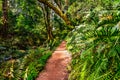 Hiking trail through the lush forests of Mt Tamalpais State Park, Marin County, north San Francisco bay area, California Royalty Free Stock Photo