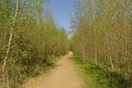 Hiking trail through a lush green birch forest in Gentbrugse Meersen nature reserve. Royalty Free Stock Photo