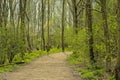 Hiking trail through a lush green spring forest in the flemish countryside Royalty Free Stock Photo