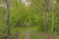 hiking trail through a spring forest in the flemish countryside