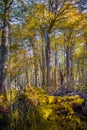 Hiking trail at magical austral Magellanic subpolar forests in T