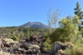 Hiking trail with many green pines and Pico Viejo Volcano Mountain near the big famous volcano Pico del Teide in Tenerife, Europe Royalty Free Stock Photo