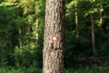 Hiking trail marking on tree trunk in forest