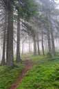 Hiking trail through the misty pine forest Royalty Free Stock Photo