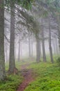 Hiking trail through the misty pine forest Royalty Free Stock Photo