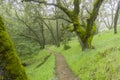 Hiking trail through moss covered trees on a foggy day, Castle Rock State park, San Francisco bay area, California