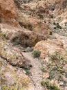 Trail in the Mount Nutt Wilderness Royalty Free Stock Photo