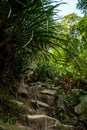 Hiking trail in a mountain forest, rainforest trees with climbing rope and stone strairs between rocks. Gunung Panti, Malaysia