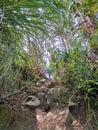 Hiking trail in a mountain forest, stone stairs between rocks and dense tropical trees leading up a path through the mountain peak Royalty Free Stock Photo
