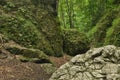 Hiking trail in the mountains. Path among the rocks in the beech forest. Tourism