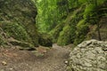 Hiking trail in the mountains. Path among the rocks in the beech forest. Tourism