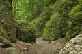 Hiking trail in the mountains. Path among the rocks in the beech forest.