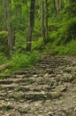 Hiking trail in the mountains. Path among the rocks in the beech forest. Tourism