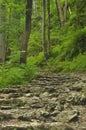 Hiking trail in the mountains. Path among the rocks in the beech forest.