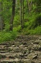 Hiking trail in the mountains. Path among the rocks in the beech forest. Tourism