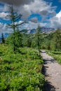 Hiking trail through mountains and wildflowers in the Sunshine Meadows, Alberta Royalty Free Stock Photo