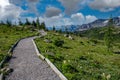 Hiking trail through mountains and wildflowers in the Sunshine Meadows, Alberta Royalty Free Stock Photo