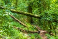 Hiking trail in natural tropical jungle forest Ilha Grande Brazil Royalty Free Stock Photo