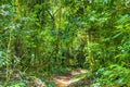 Hiking trail in natural tropical jungle forest Ilha Grande Brazil Royalty Free Stock Photo