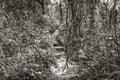 Hiking trail in natural tropical jungle forest Ilha Grande Brazil Royalty Free Stock Photo