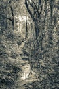 Hiking trail in natural tropical jungle forest Ilha Grande Brazil Royalty Free Stock Photo