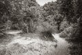 Hiking trail in natural tropical jungle forest Ilha Grande Brazil Royalty Free Stock Photo