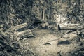 Hiking trail in natural tropical jungle forest Ilha Grande Brazil Royalty Free Stock Photo