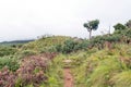 Hiking trail near Mahai passing a mountain cabbage tree
