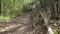Hiking trail near Van Buren, Arkansas, with fallen tree and rocks