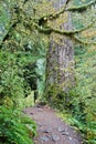Hiking trail next to a tall spruce tree