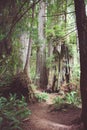 Hiking trail through old growth forest in Redwood National Park in California Royalty Free Stock Photo