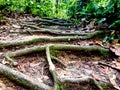 Hiking trail over ancient tree roots in jungle, Sepilok, Borneo Royalty Free Stock Photo