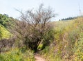 The hiking trail passes near the river Tabor, in the Galilee, near the Afula city, in northern Israel Royalty Free Stock Photo