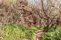 The hiking trail passes near the river Tabor, in the Galilee, near the Afula city, in northern Israel Royalty Free Stock Photo