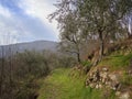 Hiking trail, path thorugh olive grove, Lunigiana, north Tuscany, Italy. Beautiful peaceful countryside. Royalty Free Stock Photo