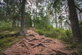 Hiking trail through a pine forest, overgrown in tree roots Royalty Free Stock Photo