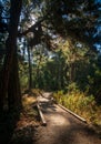 Hiking Trail at Point Lobos State Natural Reserve Royalty Free Stock Photo