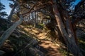 Hiking Trail at Point Lobos State Natural Reserve Royalty Free Stock Photo