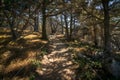 Hiking Trail at Point Lobos State Natural Reserve Royalty Free Stock Photo