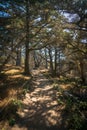 Hiking Trail at Point Lobos State Natural Reserve Royalty Free Stock Photo