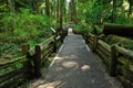 Hiking trail in rain forest Royalty Free Stock Photo