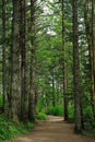 Hiking trail in rain forest Royalty Free Stock Photo