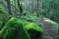 Hiking trail in rain forest Royalty Free Stock Photo